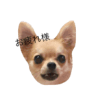 チワワface（個別スタンプ：8）