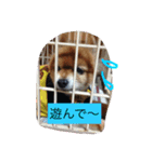 可愛いレオンやで（個別スタンプ：1）