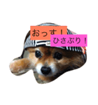 可愛いレオンやで（個別スタンプ：7）