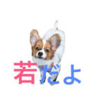tono＆waka（個別スタンプ：4）