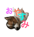 tono＆waka（個別スタンプ：5）