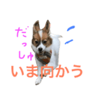 tono＆waka（個別スタンプ：6）