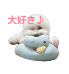 ビションフリーゼの気持ち（個別スタンプ：5）