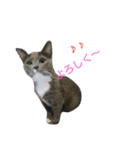 ロンのきもち（個別スタンプ：6）