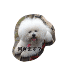 もふもふビションのろでしゃん（個別スタンプ：6）