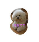 もふもふビションのろでしゃん（個別スタンプ：10）