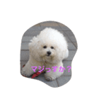 もふもふビションのろでしゃん（個別スタンプ：11）