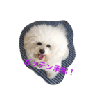 もふもふビションのろでしゃん（個別スタンプ：14）