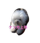 もふもふビションのろでしゃん（個別スタンプ：16）