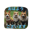 コギ隊パトロール（個別スタンプ：1）