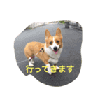 コギ隊パトロール（個別スタンプ：2）