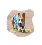 コギ隊パトロール（個別スタンプ：6）