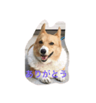コギ隊パトロール（個別スタンプ：7）