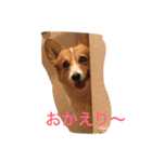コギ隊パトロール（個別スタンプ：11）