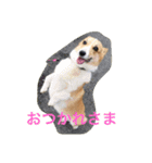 コギ隊パトロール（個別スタンプ：12）