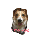 コギ隊パトロール（個別スタンプ：19）