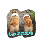 コギ隊パトロール（個別スタンプ：20）