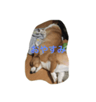 コギ隊パトロール（個別スタンプ：21）