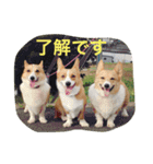 コギ隊パトロール（個別スタンプ：23）