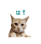 ねこのぽんたくん日常会話 第2弾（個別スタンプ：1）