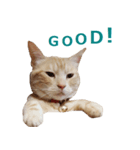 ねこのぽんたくん日常会話 第2弾（個別スタンプ：2）