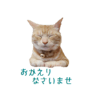 ねこのぽんたくん日常会話 第2弾（個別スタンプ：5）