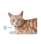 ねこのぽんたくん日常会話 第2弾（個別スタンプ：6）