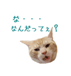 ねこのぽんたくん日常会話 第2弾（個別スタンプ：7）