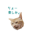 ねこのぽんたくん日常会話 第2弾（個別スタンプ：8）