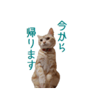 ねこのぽんたくん日常会話 第2弾（個別スタンプ：9）