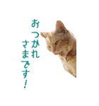 ねこのぽんたくん日常会話 第2弾（個別スタンプ：11）