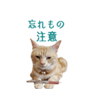 ねこのぽんたくん日常会話 第2弾（個別スタンプ：13）