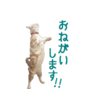 ねこのぽんたくん日常会話 第2弾（個別スタンプ：15）
