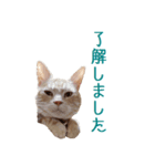 ねこのぽんたくん日常会話 第2弾（個別スタンプ：17）