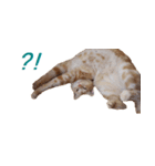 ねこのぽんたくん日常会話 第2弾（個別スタンプ：18）