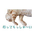 ねこのぽんたくん日常会話 第2弾（個別スタンプ：20）