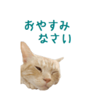 ねこのぽんたくん日常会話 第2弾（個別スタンプ：21）