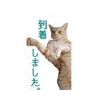 ねこのぽんたくん日常会話 第2弾（個別スタンプ：23）