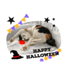 みけにゃん Happy Halloween！（個別スタンプ：1）