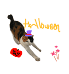 みけにゃん Happy Halloween！（個別スタンプ：4）
