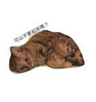 Three cat's daily life（個別スタンプ：1）