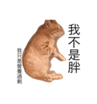 Three cat's daily life（個別スタンプ：2）