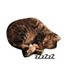 Three cat's daily life（個別スタンプ：3）