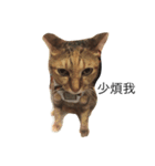 Three cat's daily life（個別スタンプ：5）