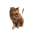 Three cat's daily life（個別スタンプ：6）
