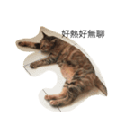 Three cat's daily life（個別スタンプ：8）