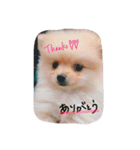加藤家のぽんちゃん（個別スタンプ：1）