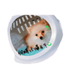 加藤家のぽんちゃん（個別スタンプ：2）