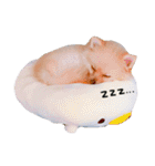 加藤家のぽんちゃん（個別スタンプ：3）