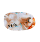 加藤家のぽんちゃん（個別スタンプ：4）